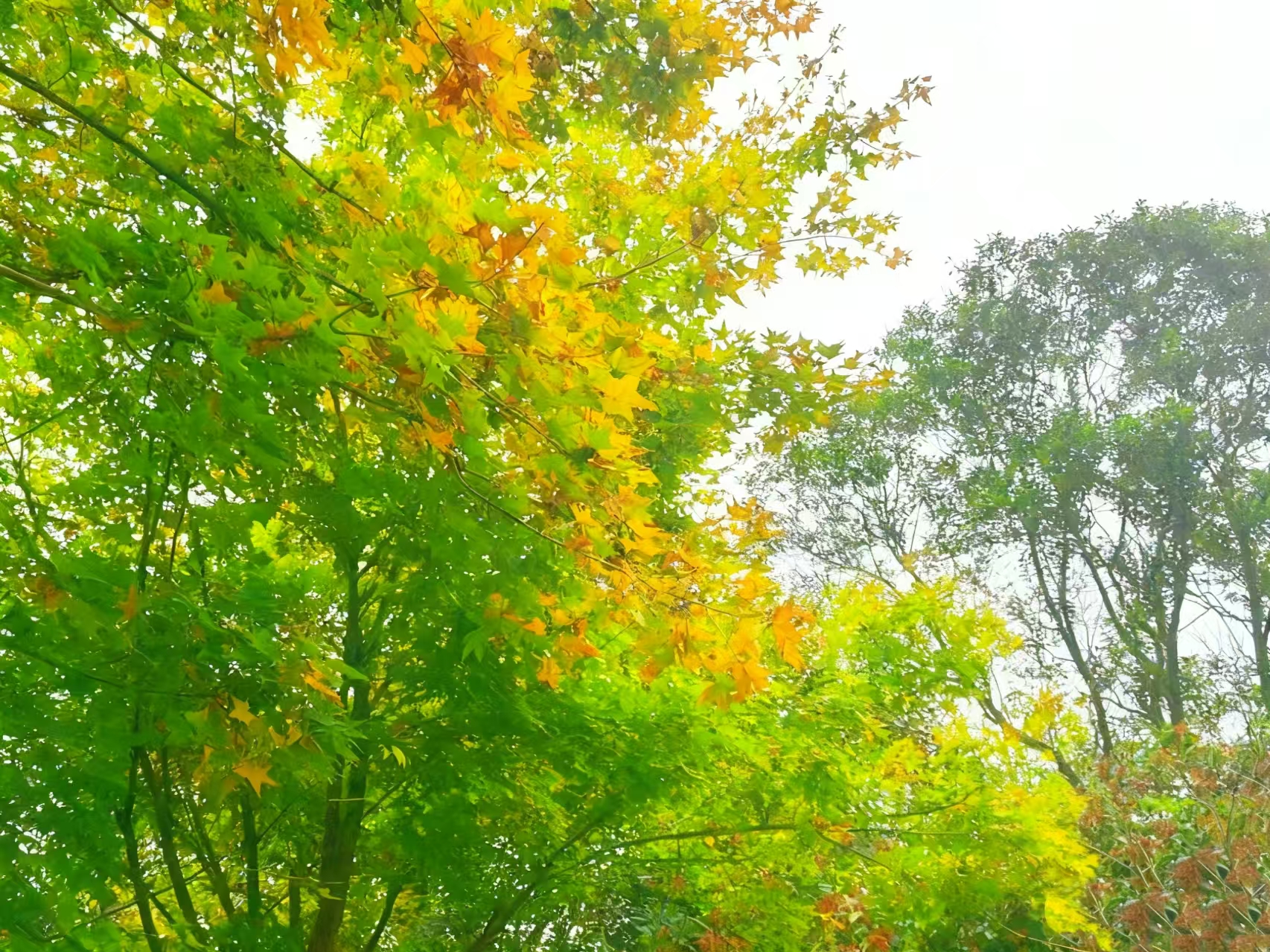 /storage/uploads/image/2025/11/19/cf46461a5a3b9a90d7246702bafdd89e.jpg 微信图片_20251118111259_295_16.jpg