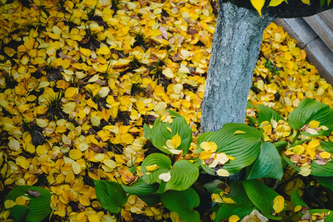 /storage/uploads/image/2025/11/19/eeefabe89b41580be6cfaabca1dd93ad.png 微信图片_20251118152252_317_16.png